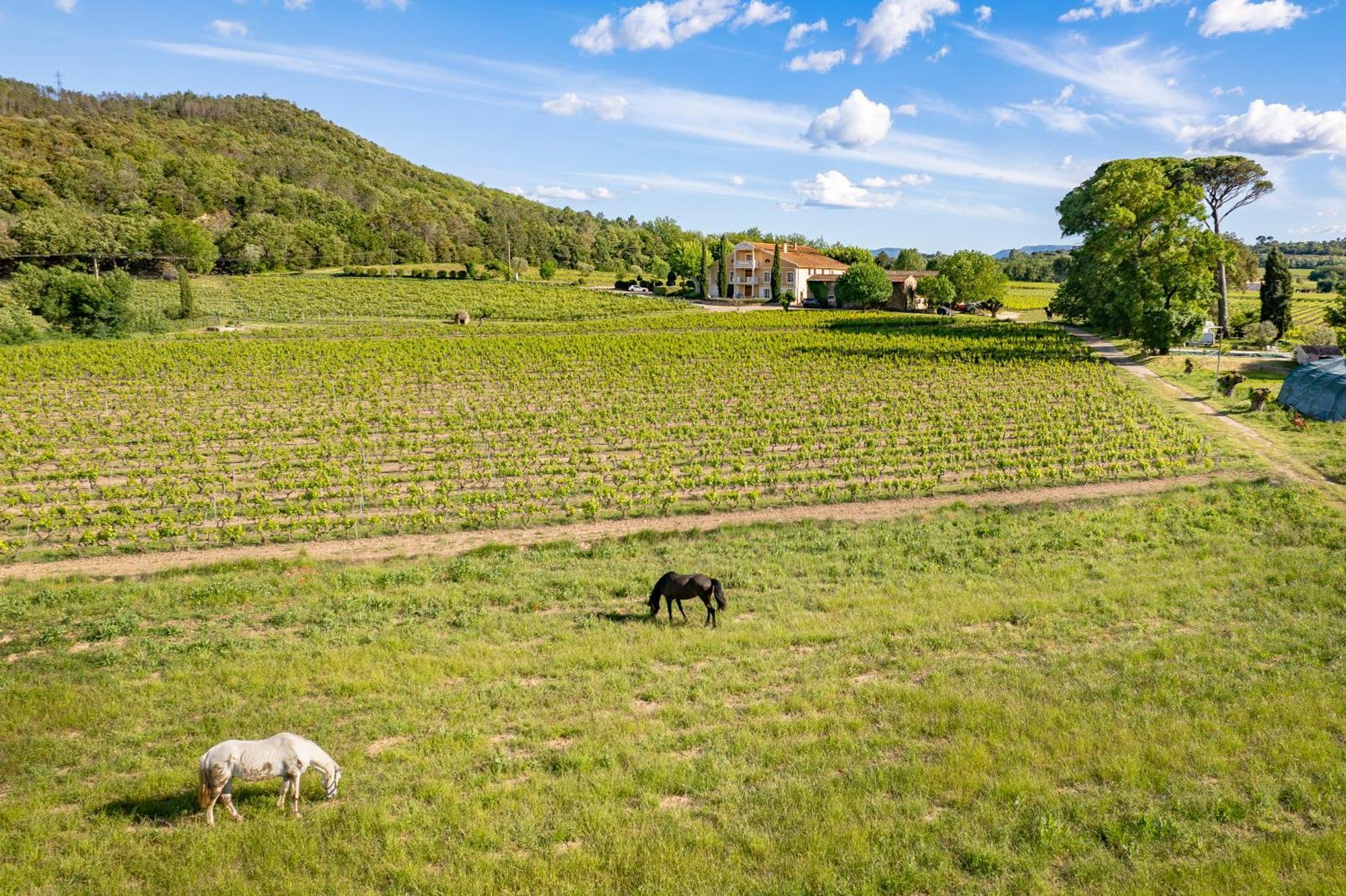Gite Vert D'Olive Au Milieu Des Vignes. Chateau Les Apies Les Arcs-sur-Argens Exterior photo